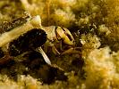Insect 2